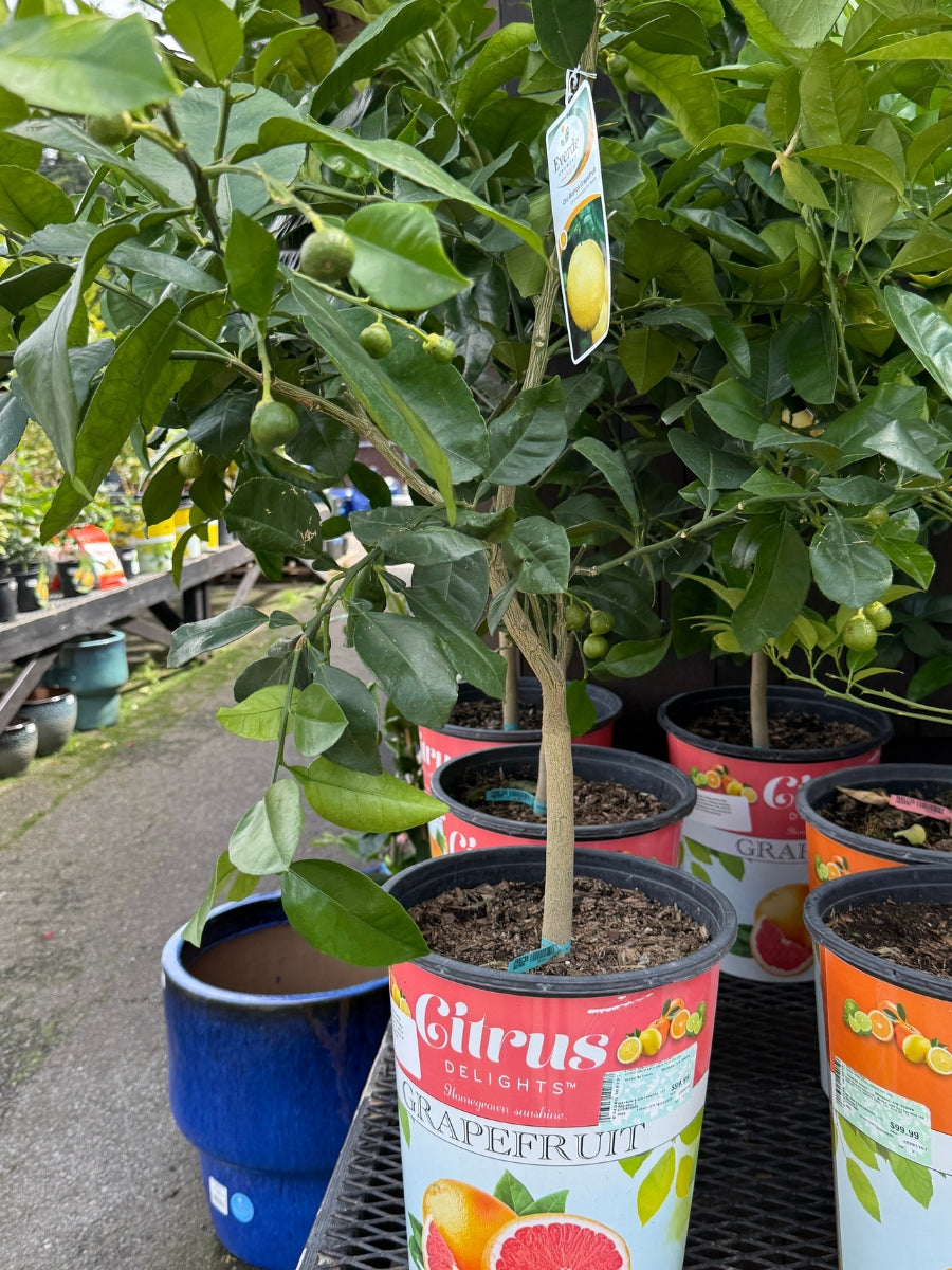Citrus 'Oro Blanco Grapefruit' 5G