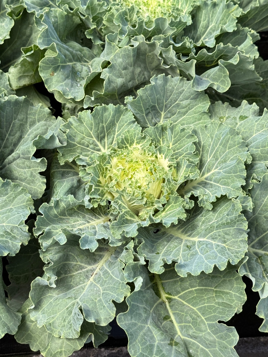 Cabbage Kale 'Osaka White'