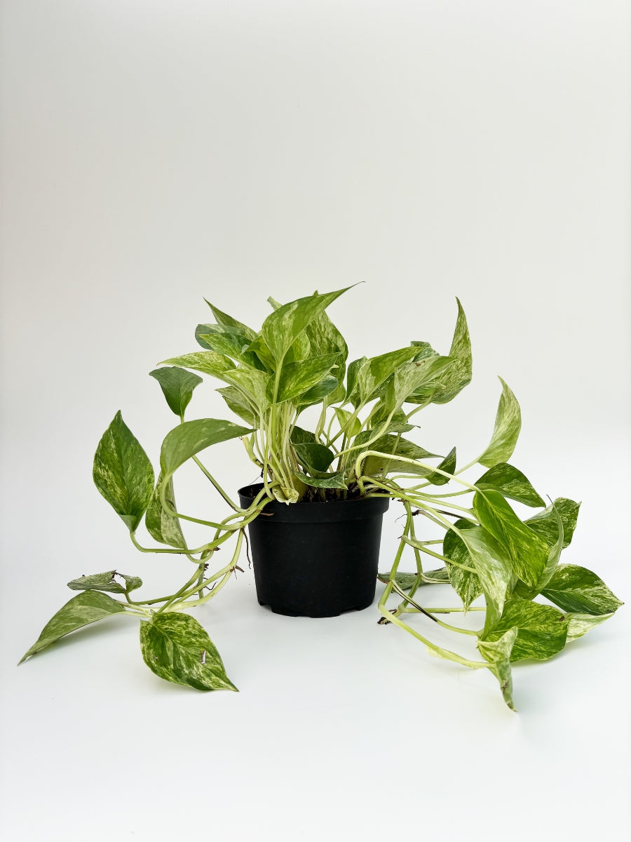 Pothos ‘Marble Queen’ 6"