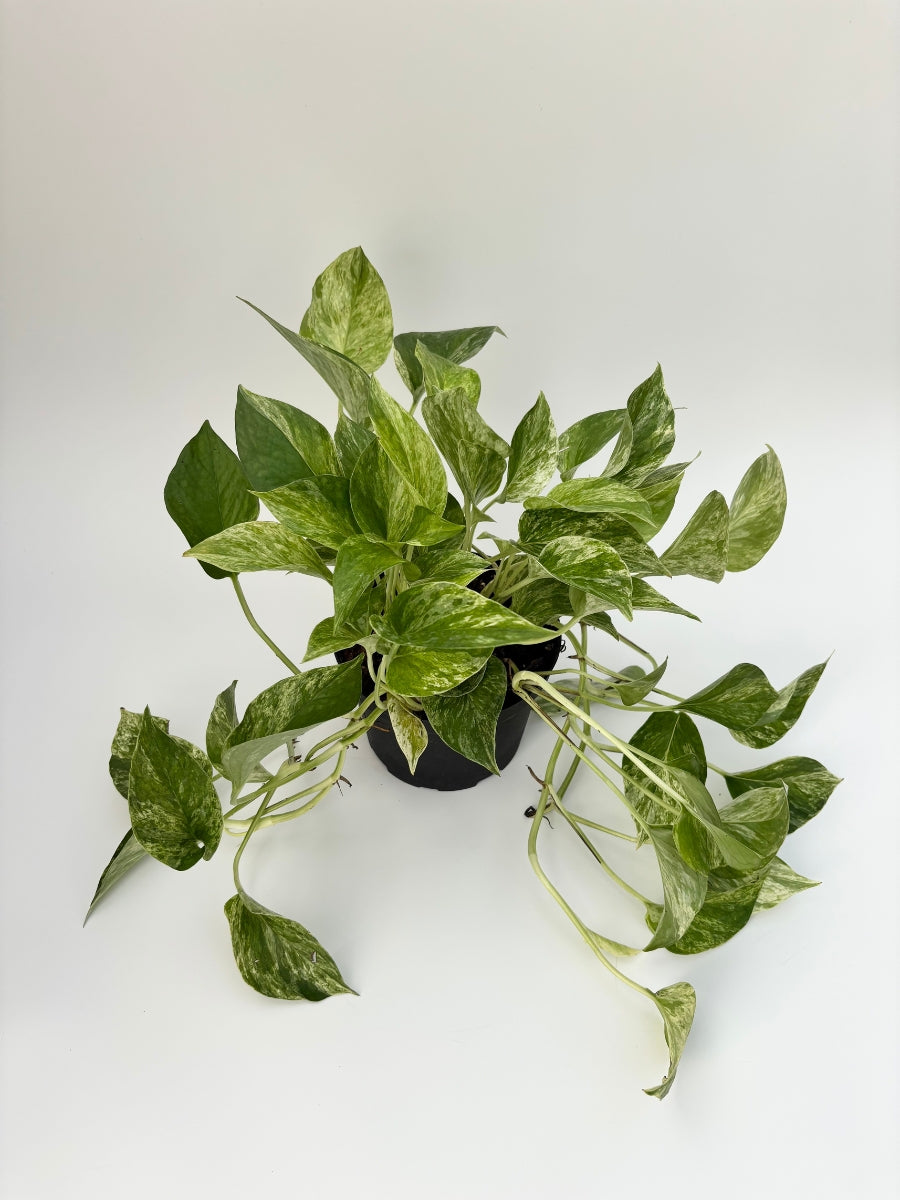 Pothos ‘Marble Queen’ 6"