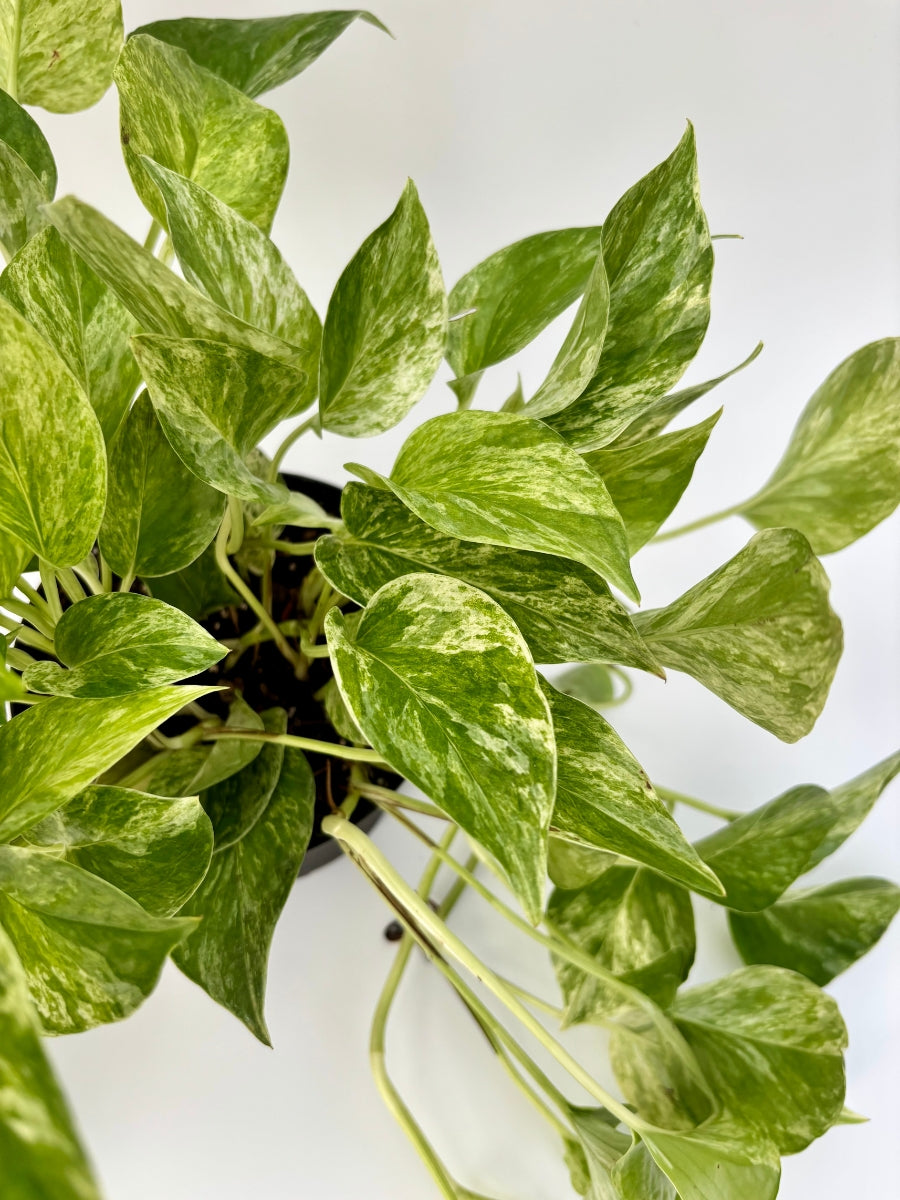 Pothos ‘Marble Queen’ 6"