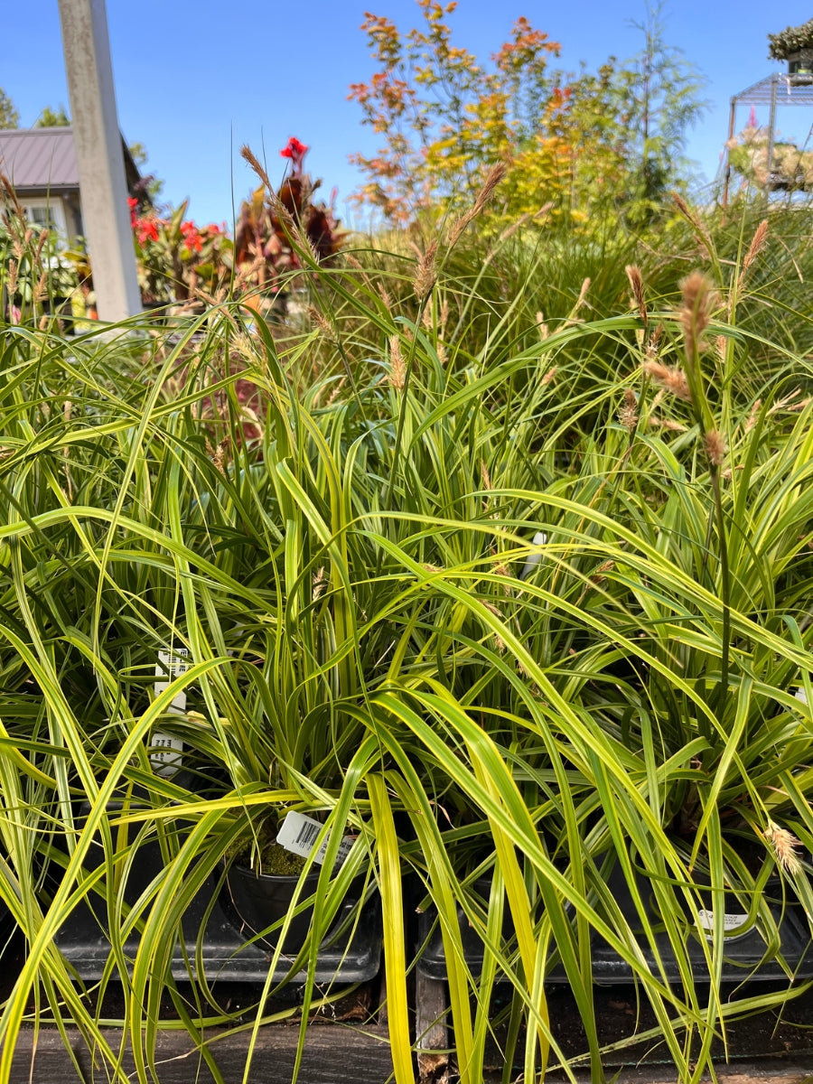 Carex 'Everlime'