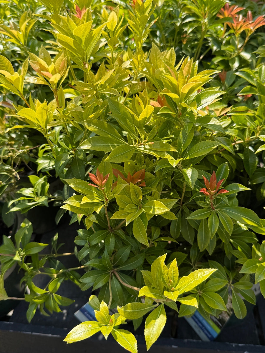 Pieris 'River Run' 1G