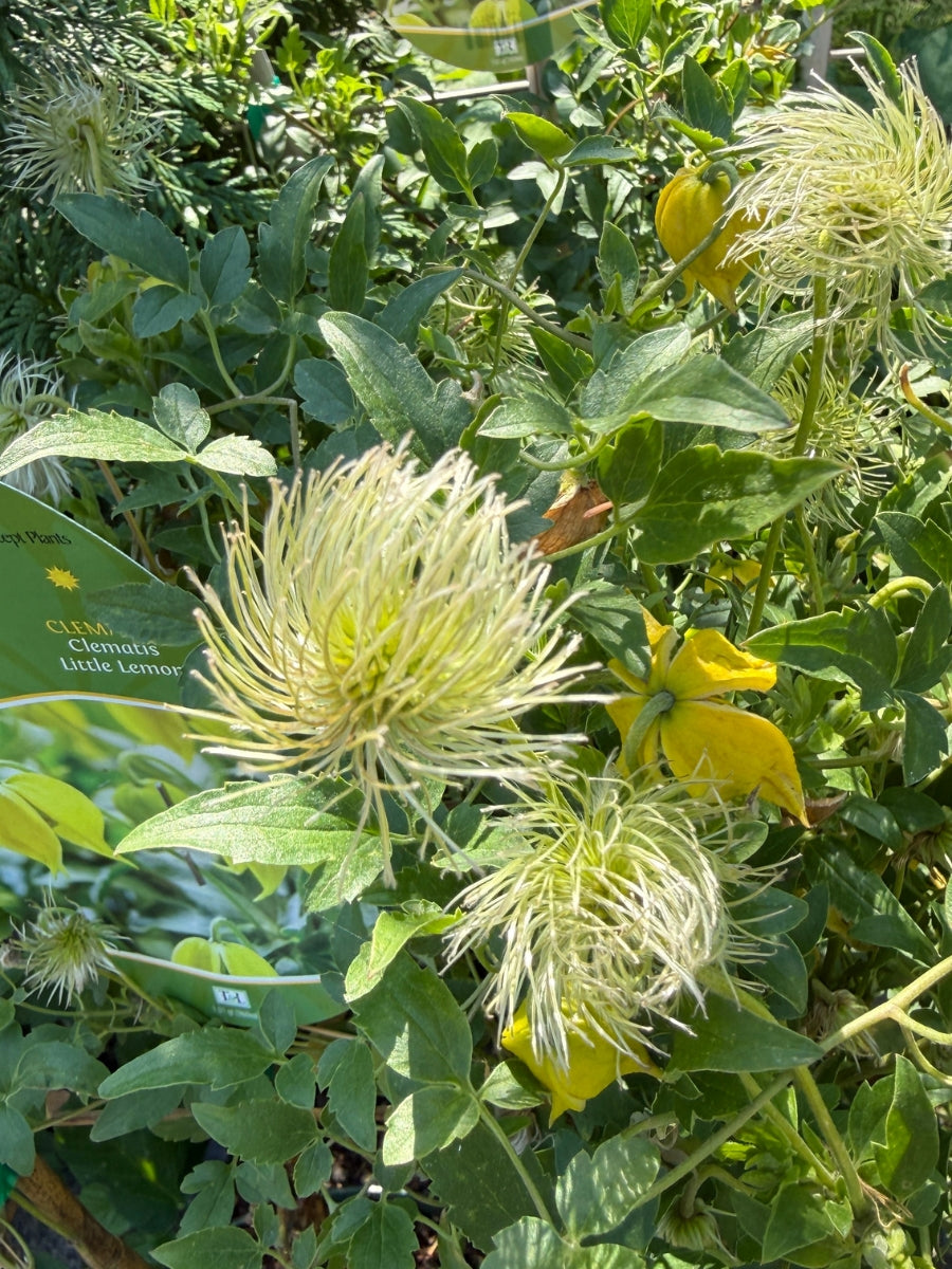 Clematis 'Little Lemon' 8''