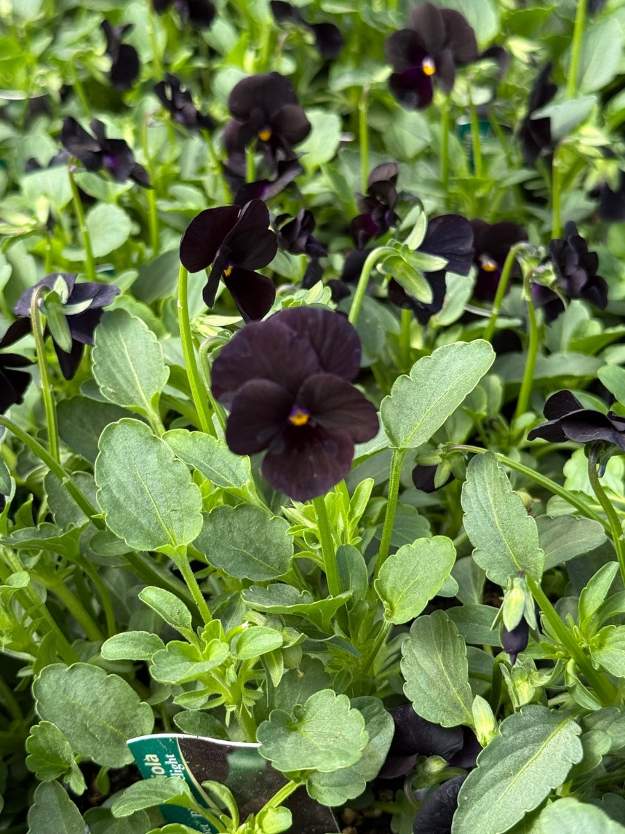 Viola 'Sorbet Black Delight' 4''