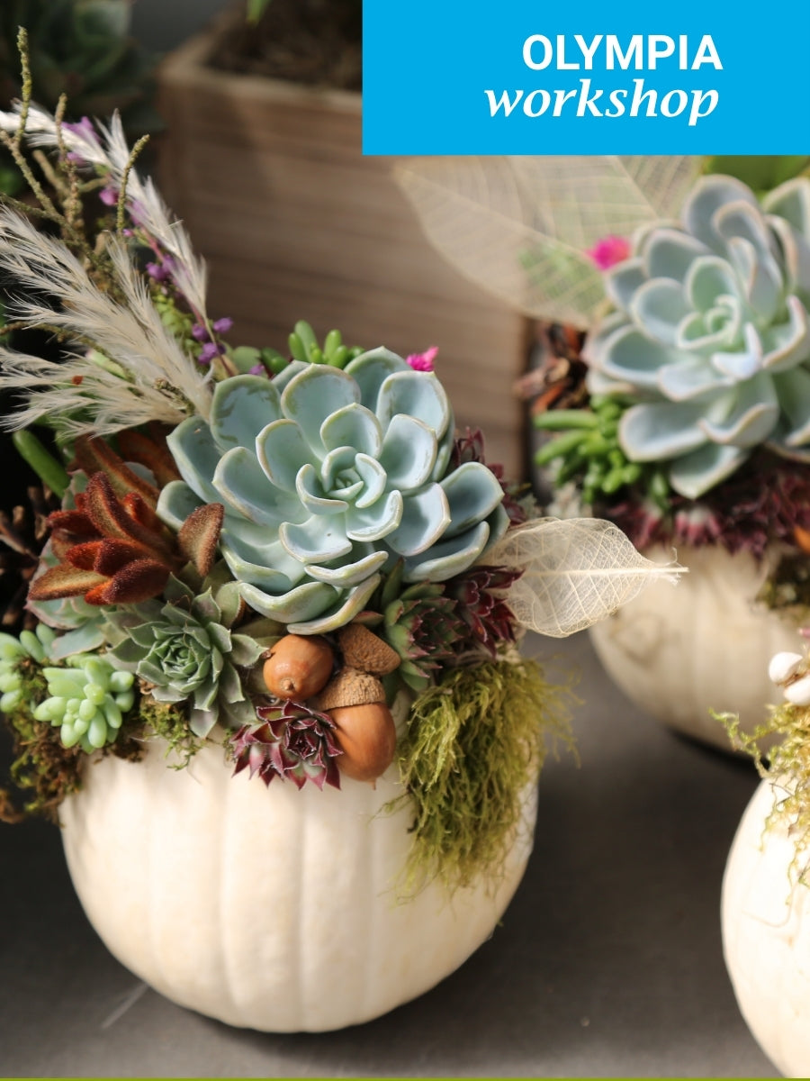 Sedum Pumpkin Workshop, Olympia, Oct 18th, 1PM