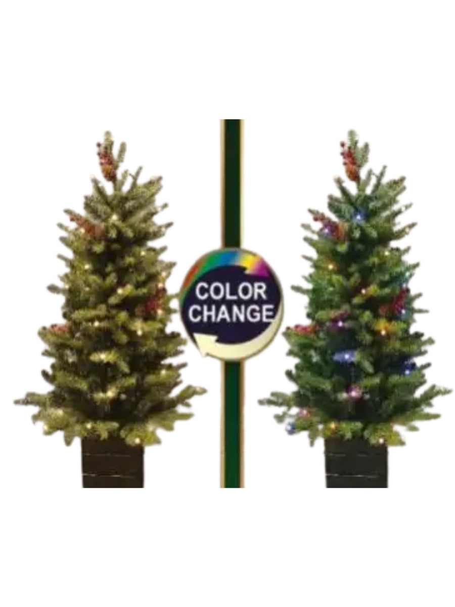 Potted Mountain Fir 42''