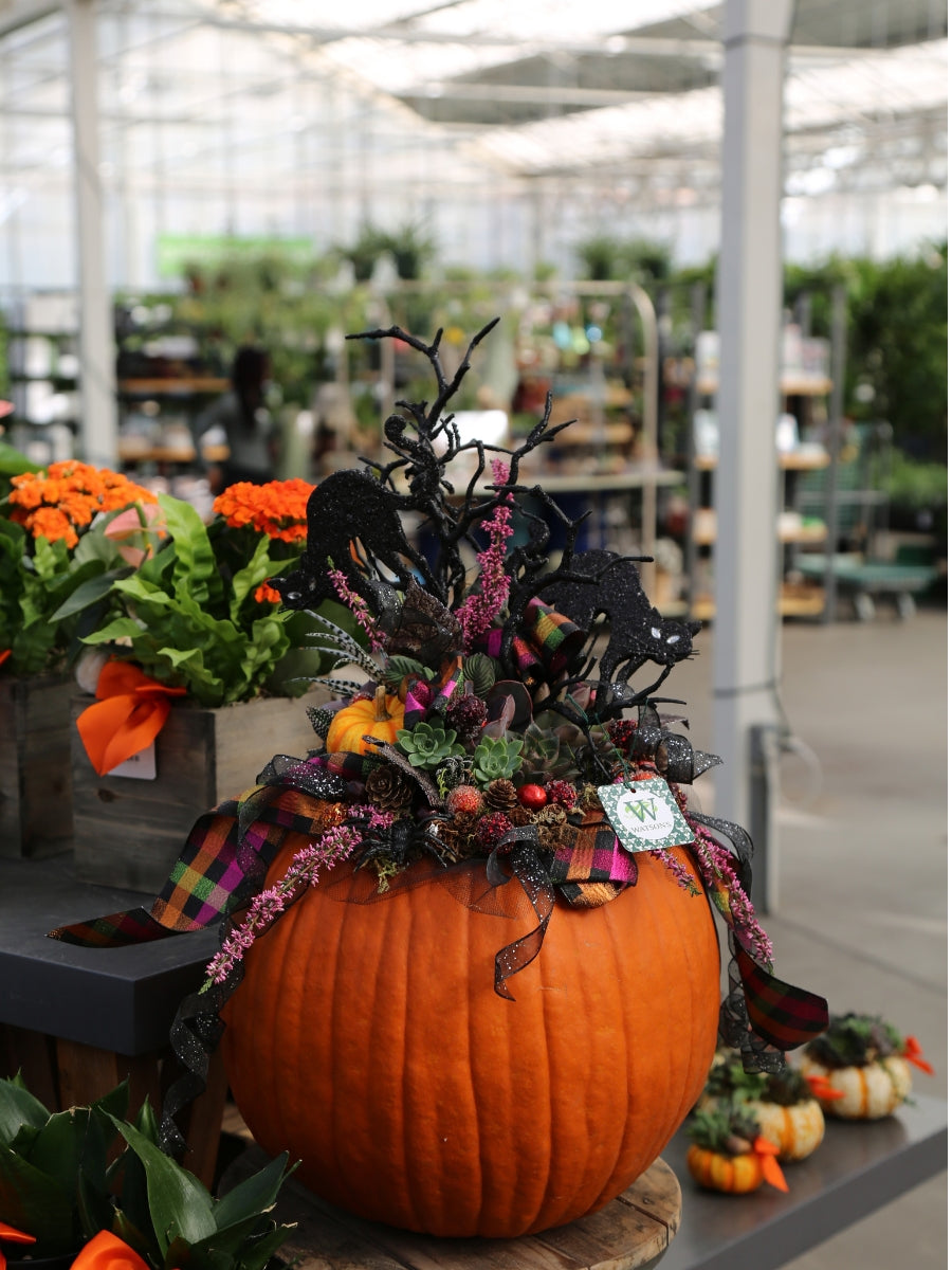 Sedum Pumpkin