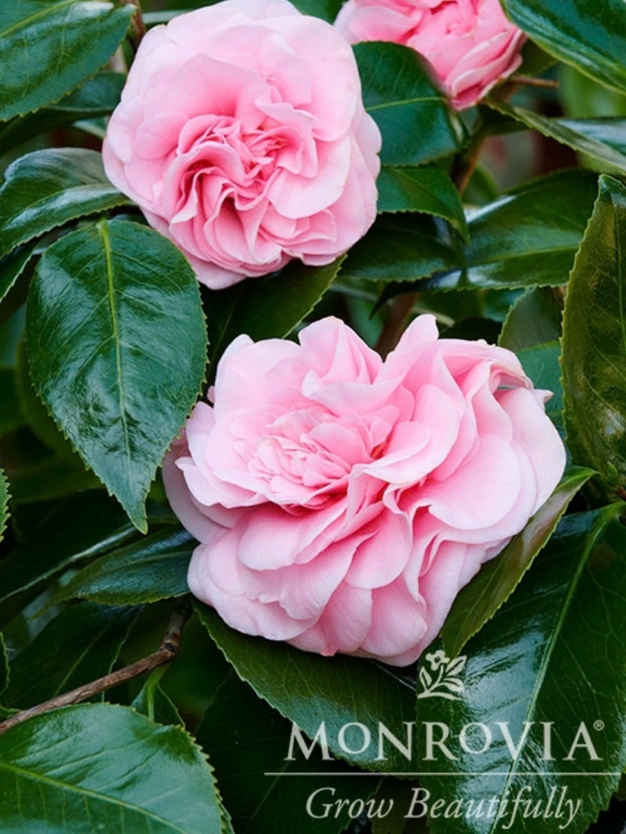 Camellia japonica 'Debutante' 2G