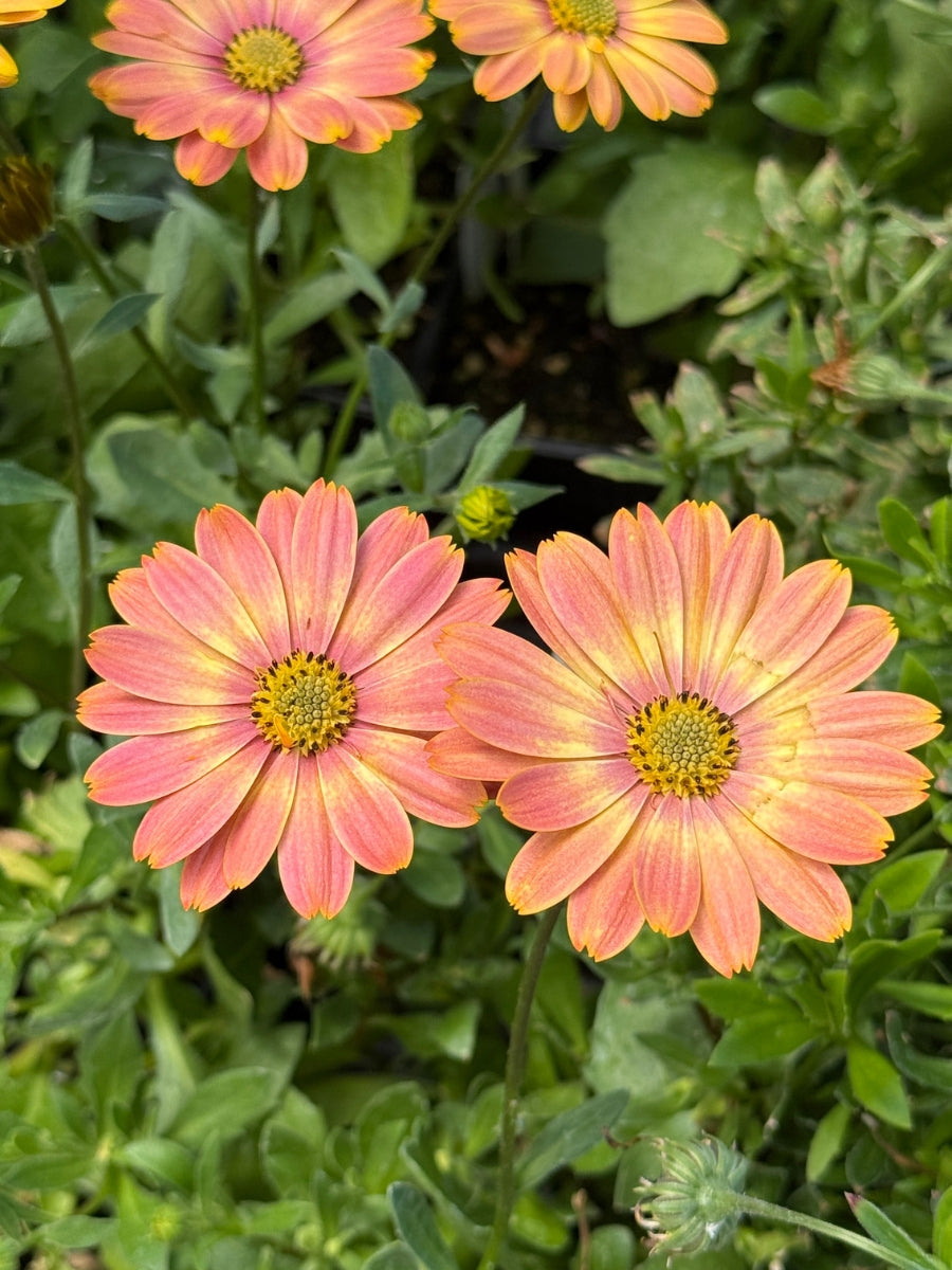 Osteospermum 'Twilight Moon' 4''