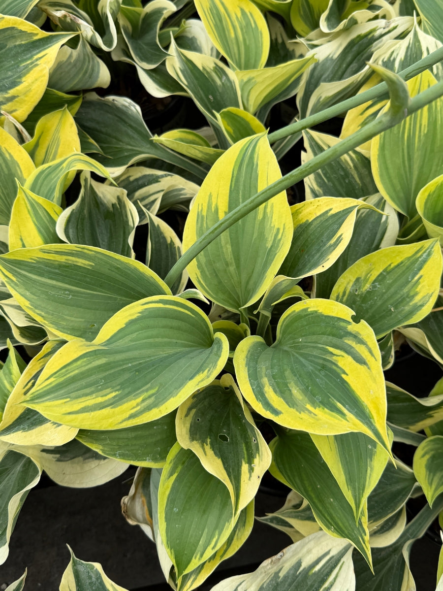 Hosta 'Liberty' 1G