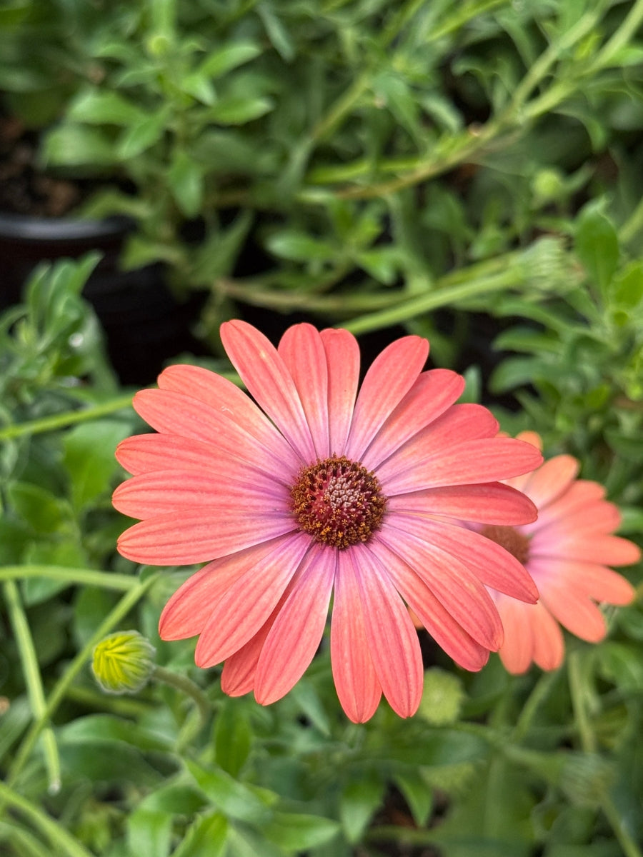 Osteospermum 'Coral Magic' 4''