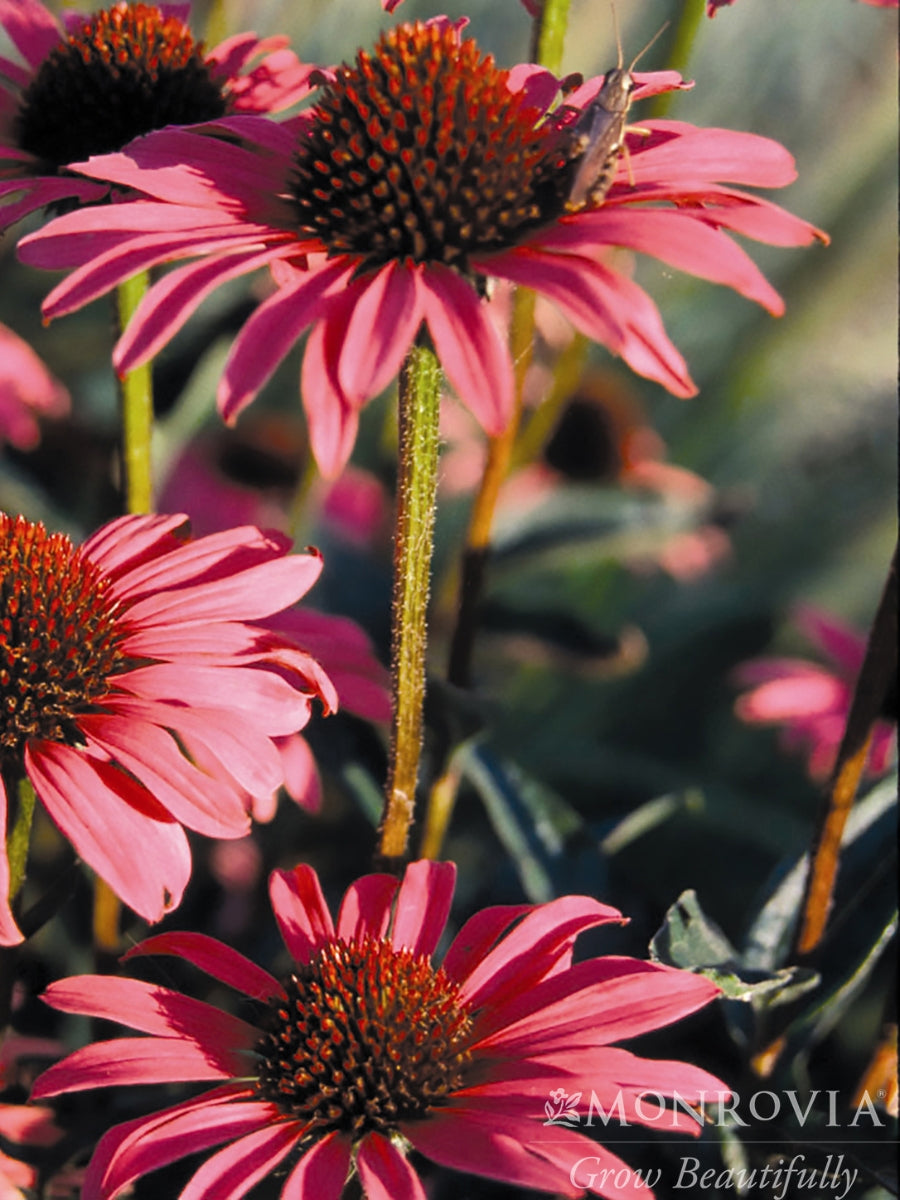 Echinacea purpurea 'Magnus 1G