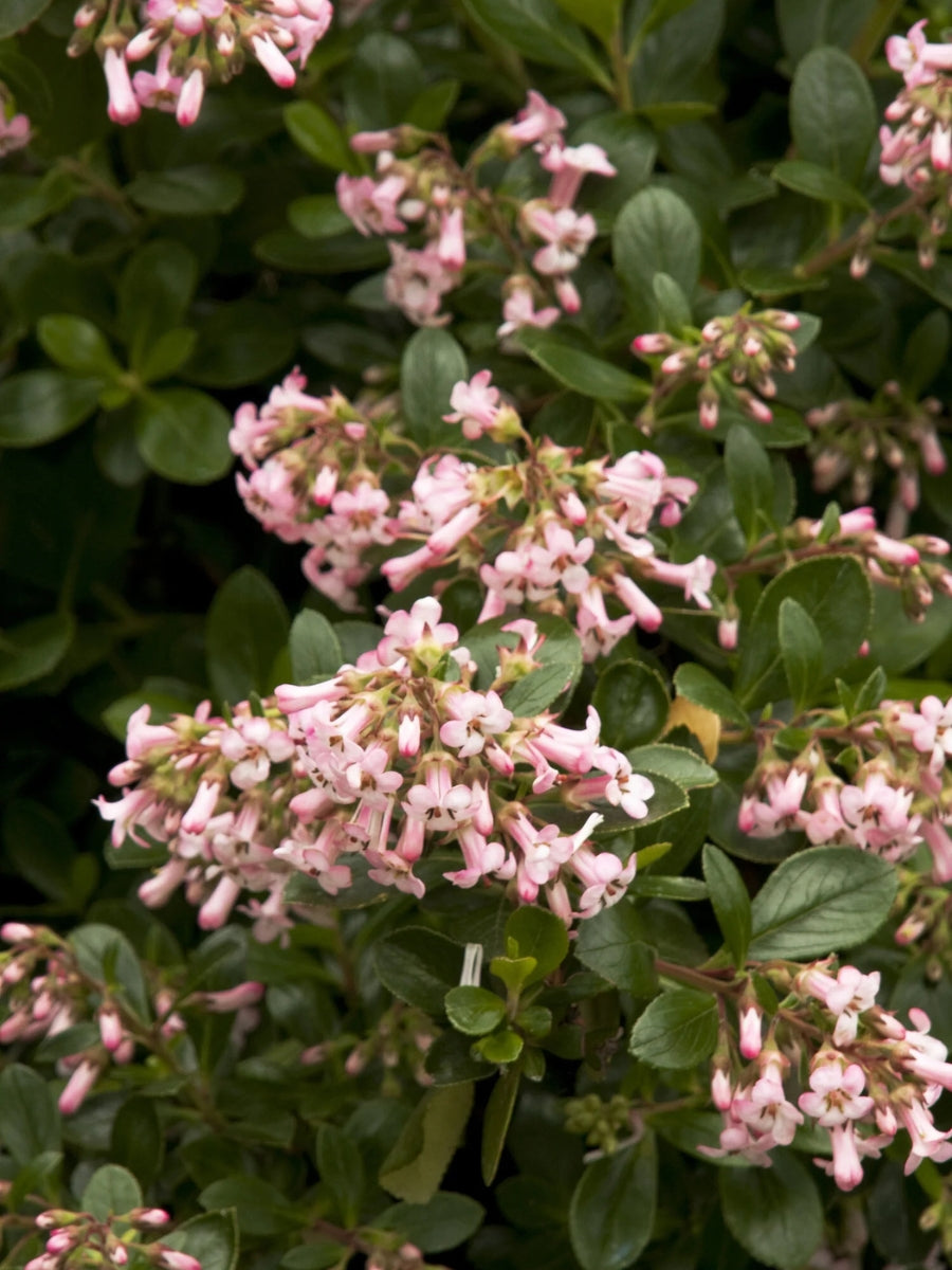 Escallonia Fradesii Pink Princess 5G