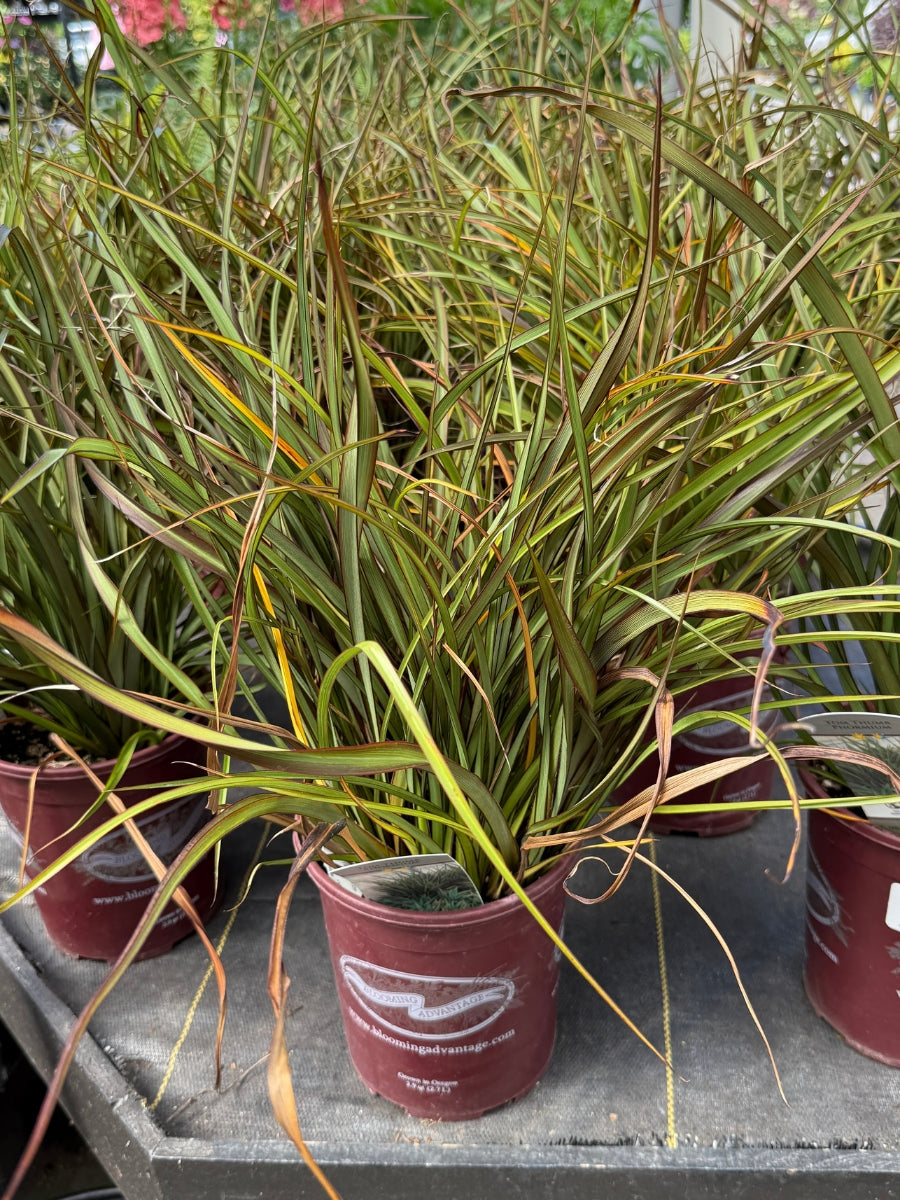 Phormium 'Tom Thumb' 1G