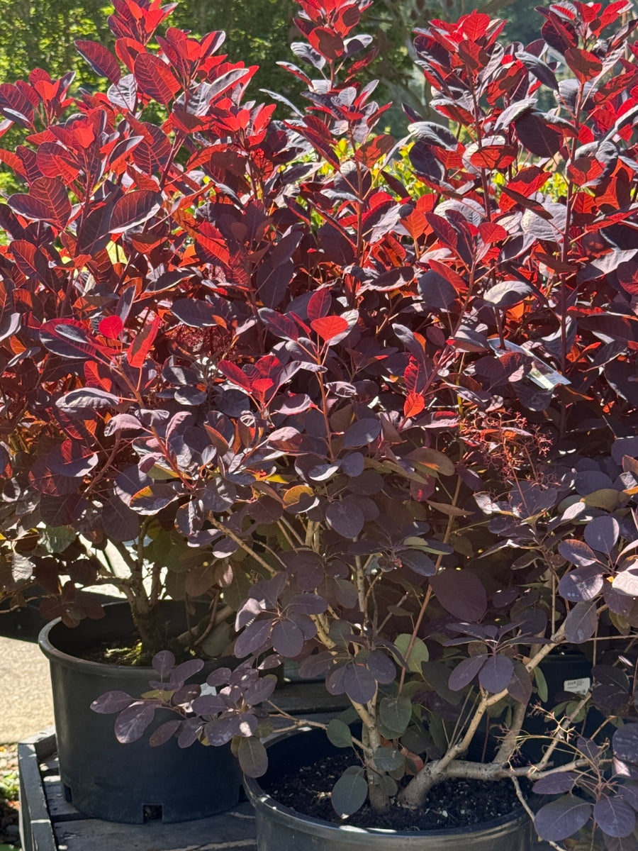 Royal Purple Smoke Tree 5G