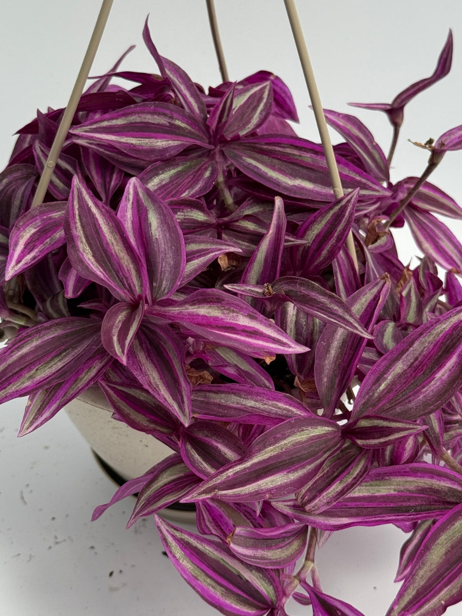 Hanging Basket | Tradescantia 'Pink Paradise' 6''