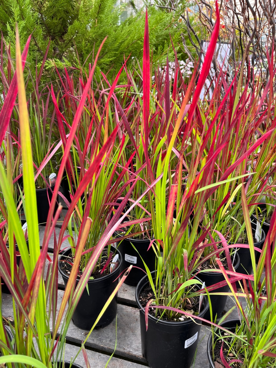 Japanese Blood Grass ‘Red Baron’ 1G