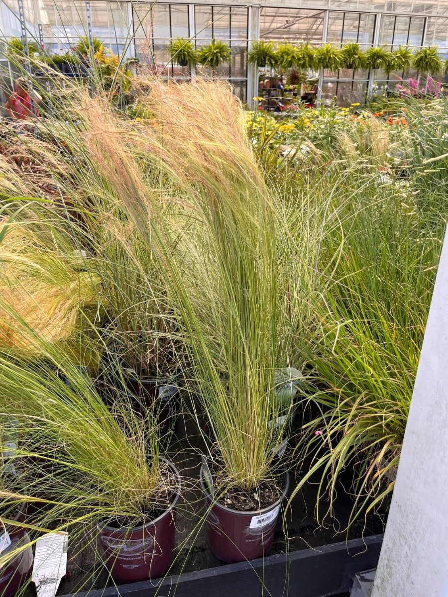 Mexican Feather Grass 1G