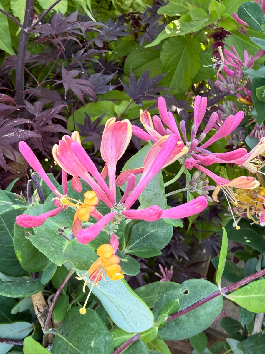Lonicera Honeysuckle | Goldflame