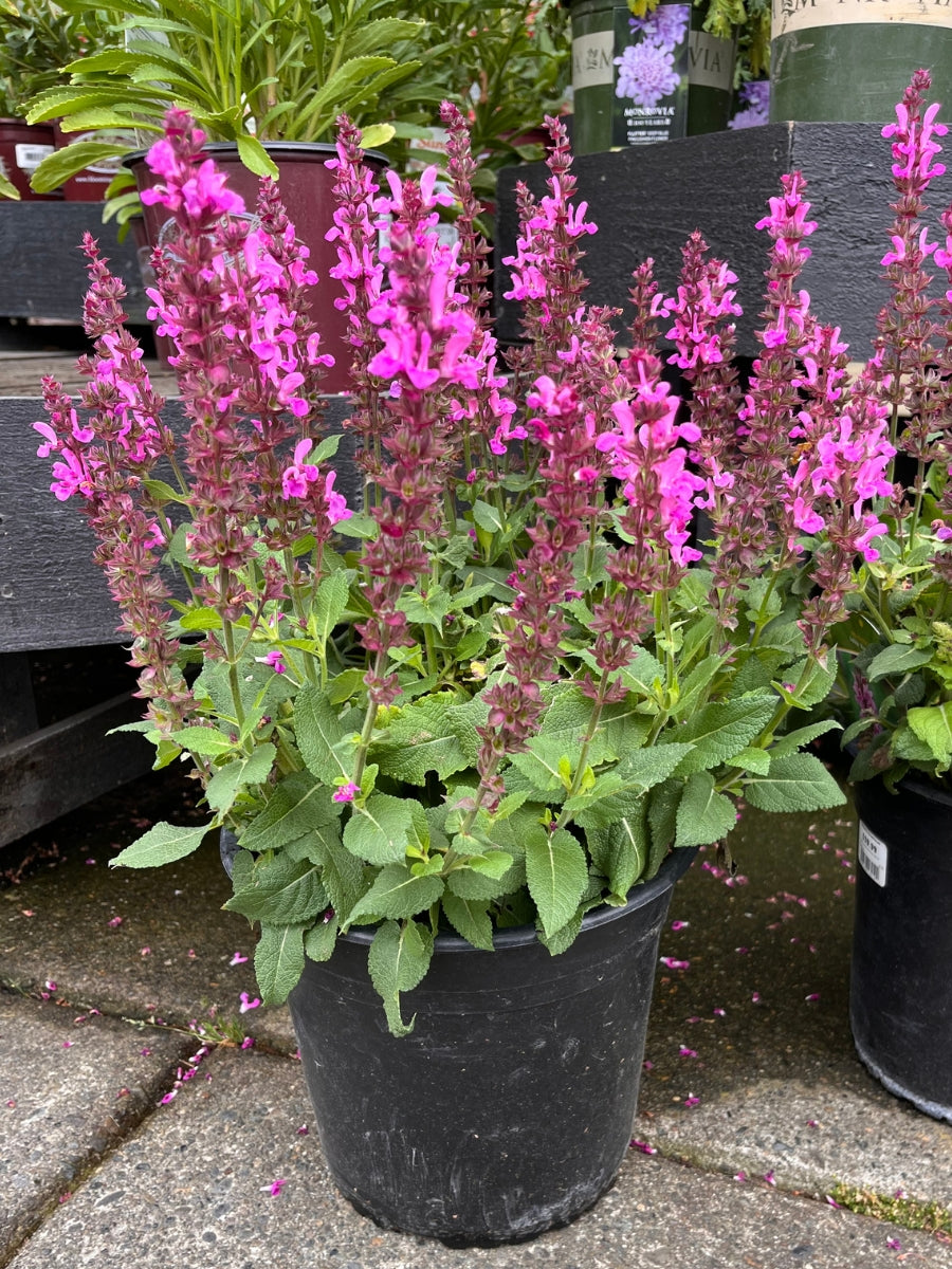 Salvia 'Marvel Rose'