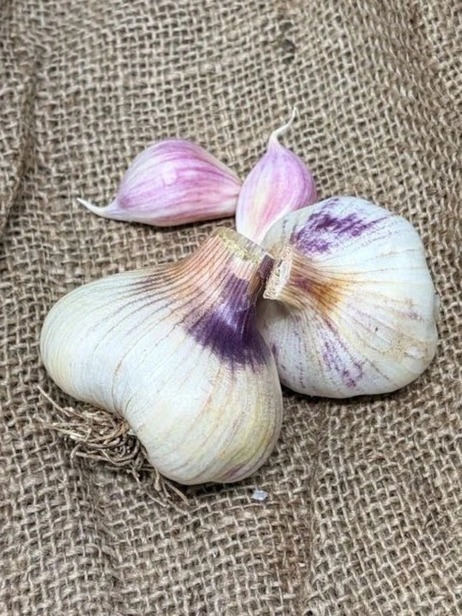 Garlic Softneck 'Oregon Blue' - Edible Bulb