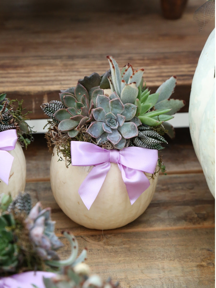 Sedum Pumpkin