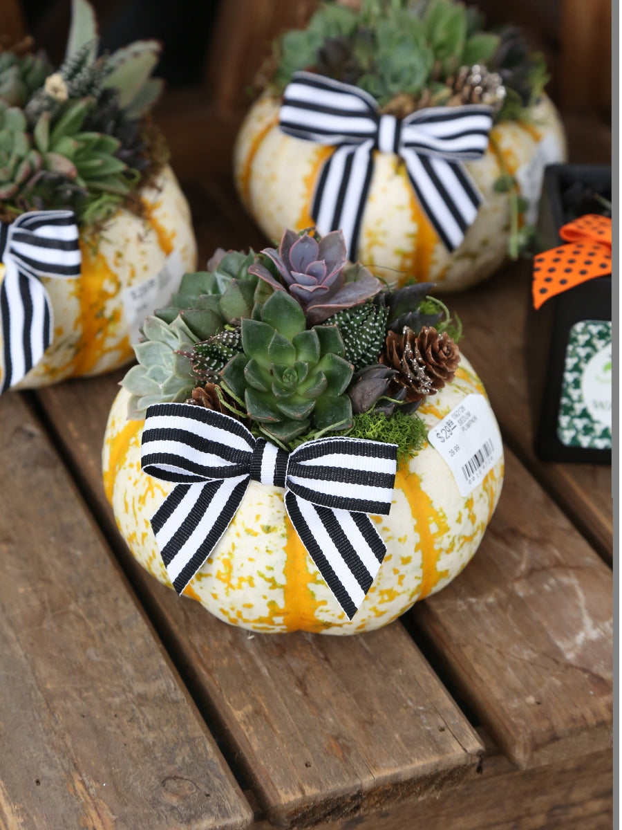 Sedum Pumpkin