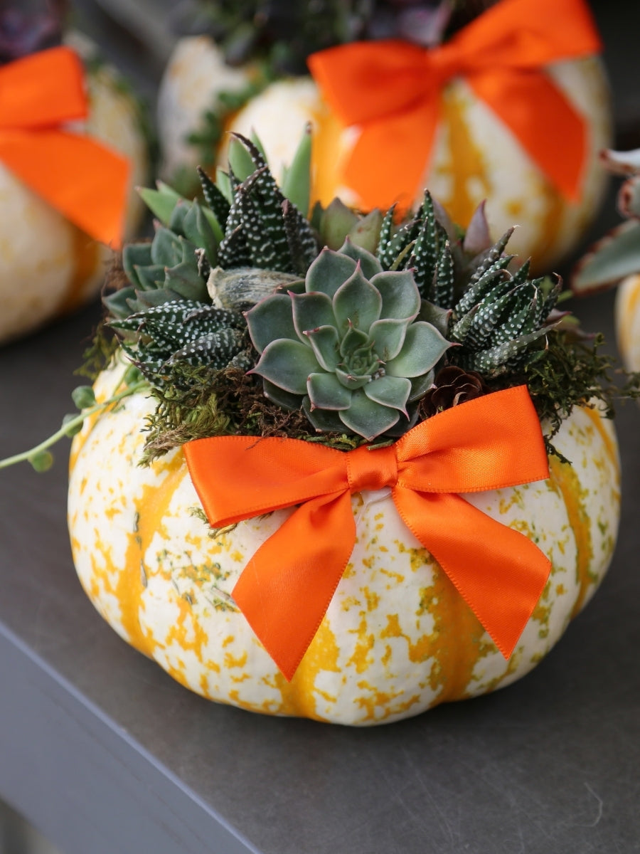 Sedum Pumpkin