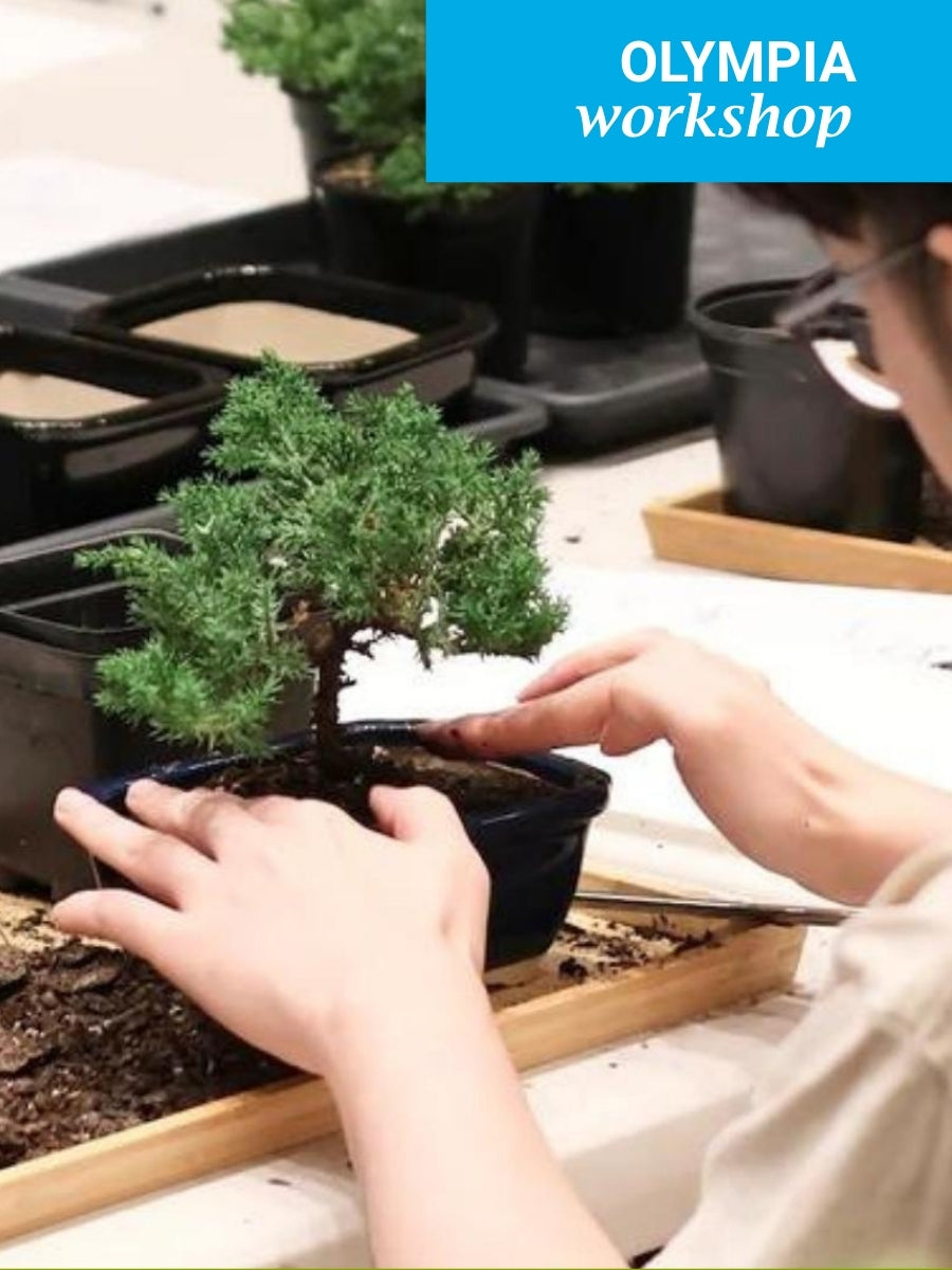 Bonsai Workshop for Beginners, Olympia, 11am, Saturday, February 7th