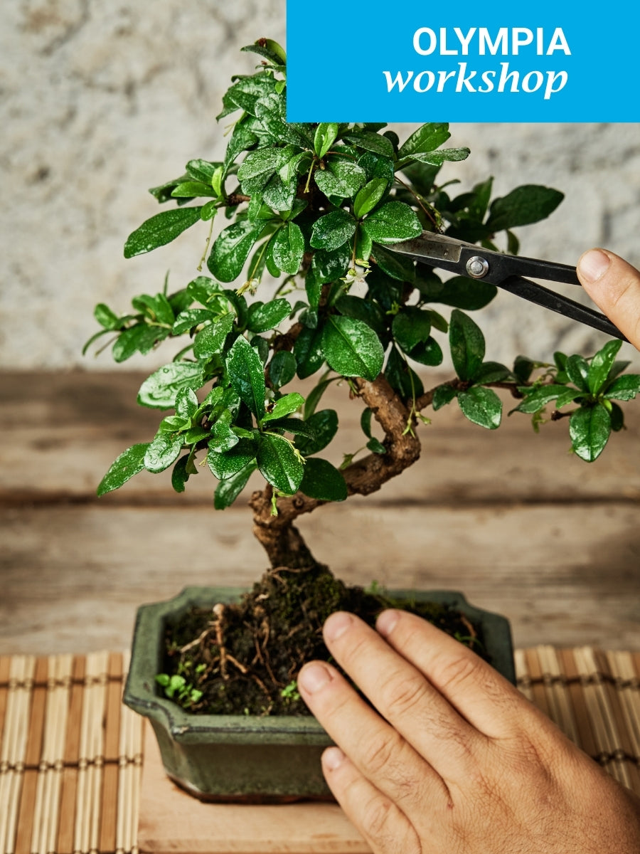 Intermediate Bonsai Workshop, Olympia, 11am, Saturday, March 14th