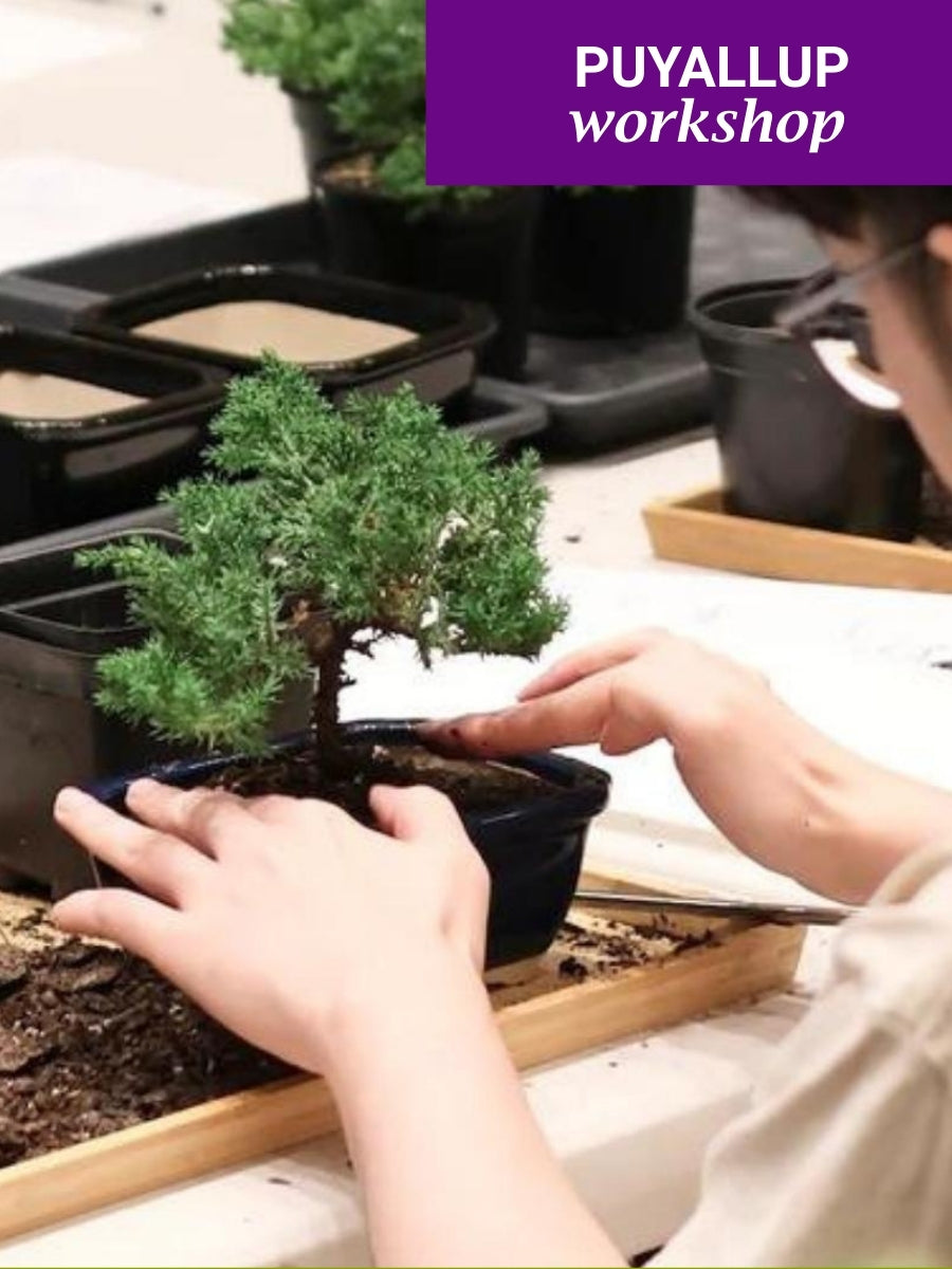 Bonsai Workshop for Beginners, Puyallup, 11am, Saturday, January 31st