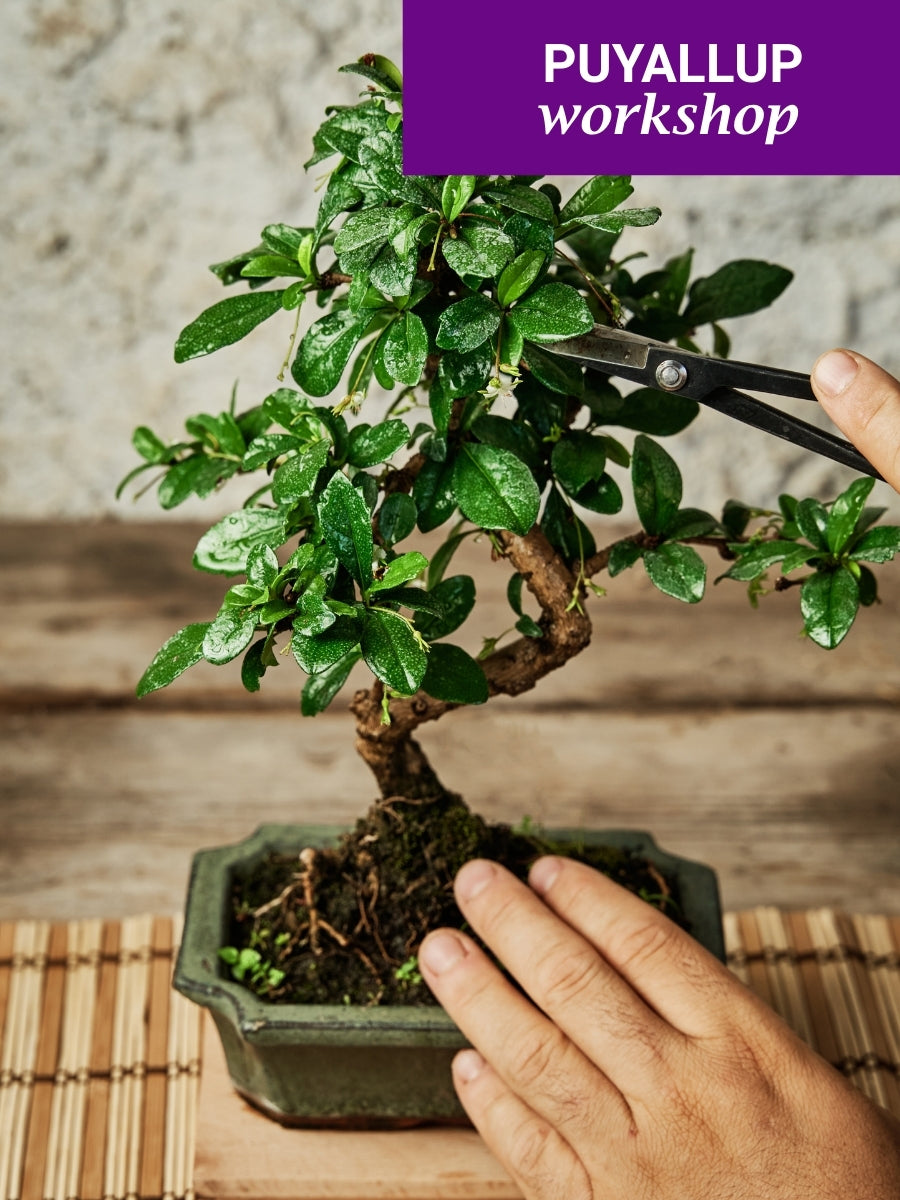 Intermediate Bonsai Workshop, Puyallup, 11am, Saturday, March 7th