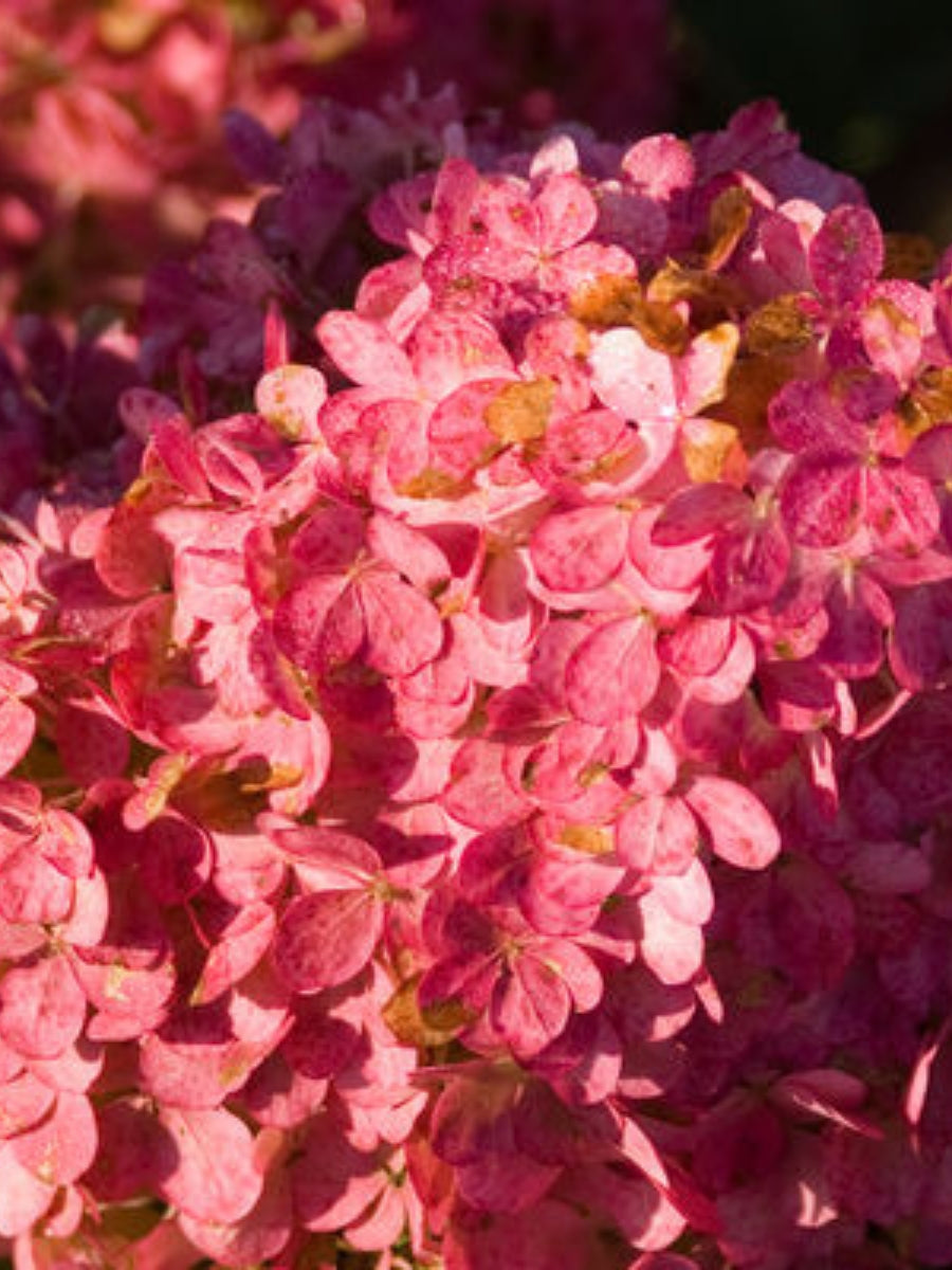 Hydrangea Panicle | Vanilla Strawberry™