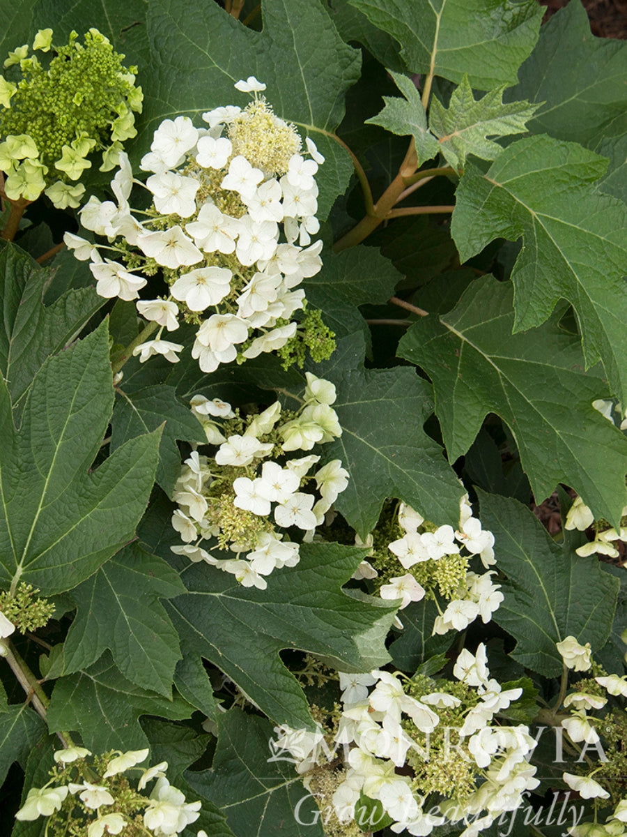 Hydrangea Oakleaf 'Muchkin' 2Ga