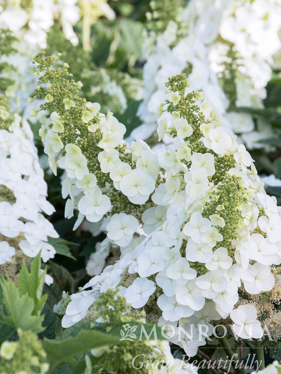 Hydrangea Ruby Slippers 5G