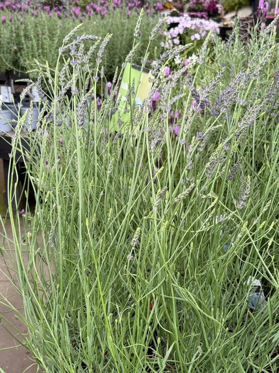 English Lavender | 'Phenomenal' 1G – Watson's Greenhouse