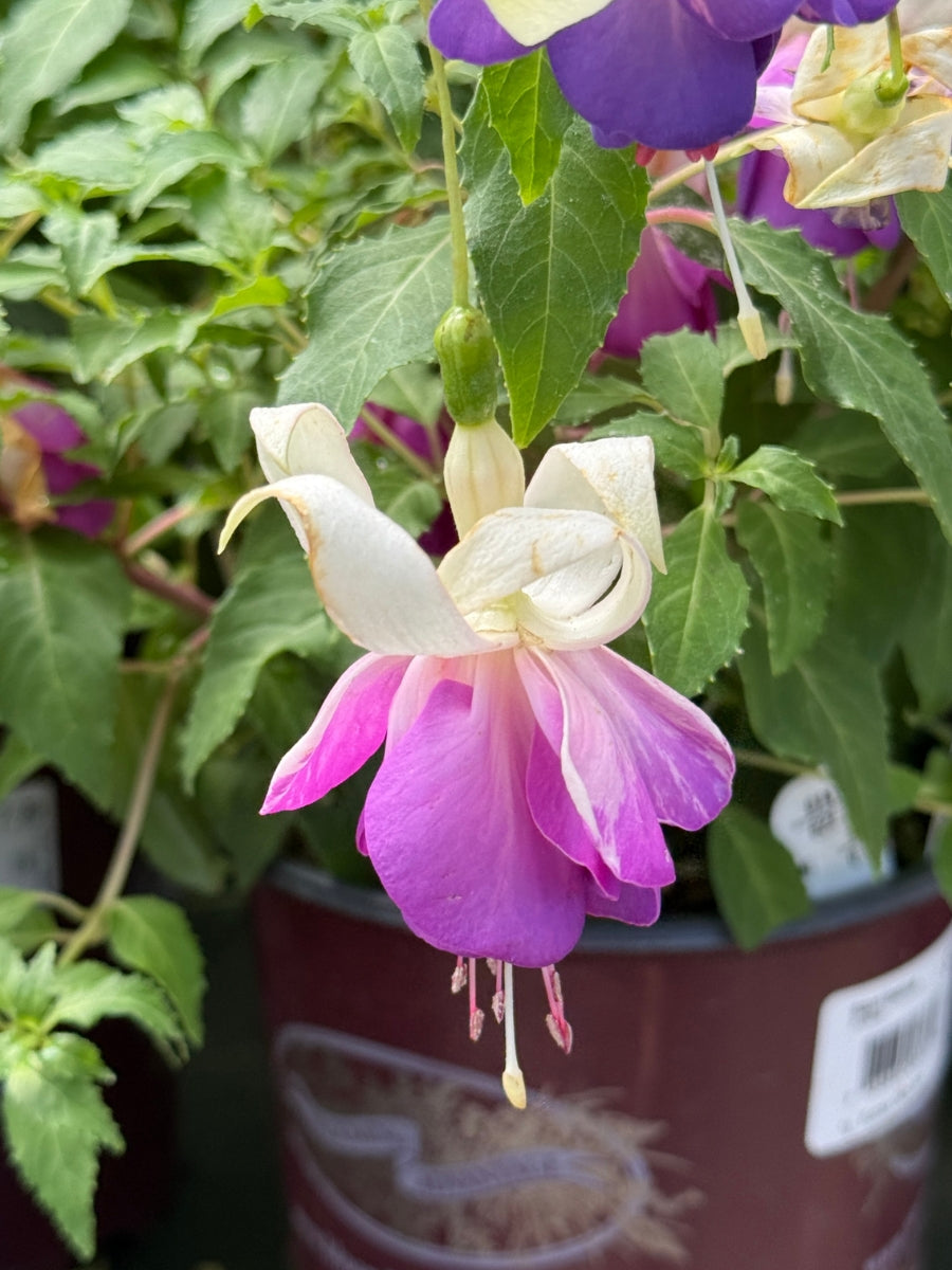 Hardy Fuchsia ‘Delta Sara’ 1G