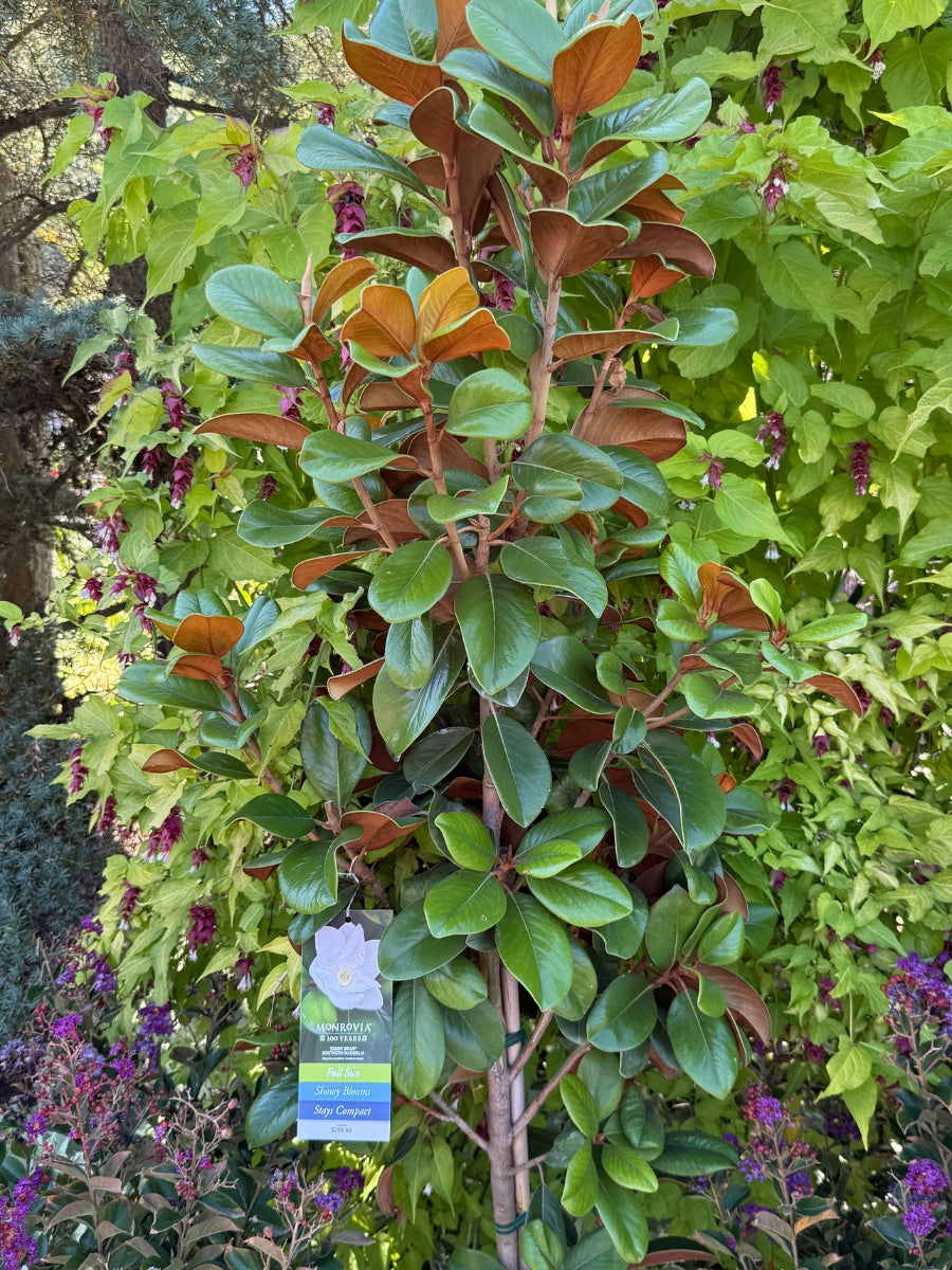 Magnolia Southern 'Teddy Bear' 7G
