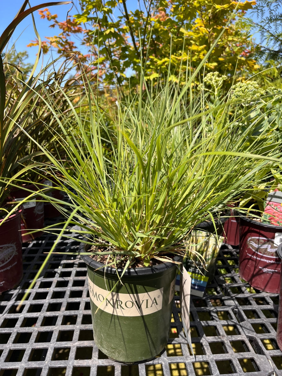 Tiny Pampa Pampas Grass 1G