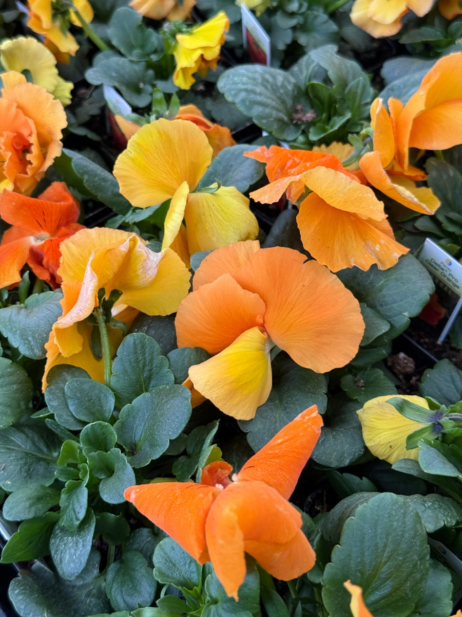 Pansies