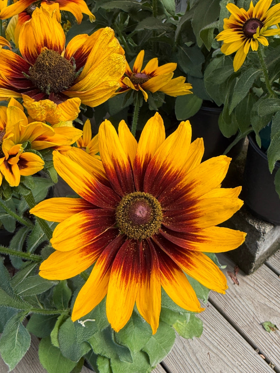 Rudbeckia 'Pawnee Spirit' 1G