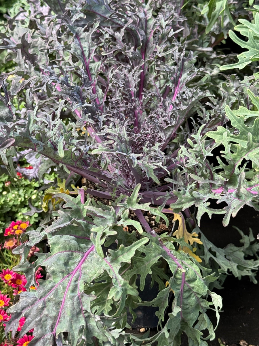 Ornamental Kale 'Peacock Red'