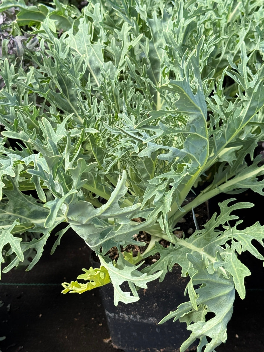 Ornamental Kale 'Peacock White'