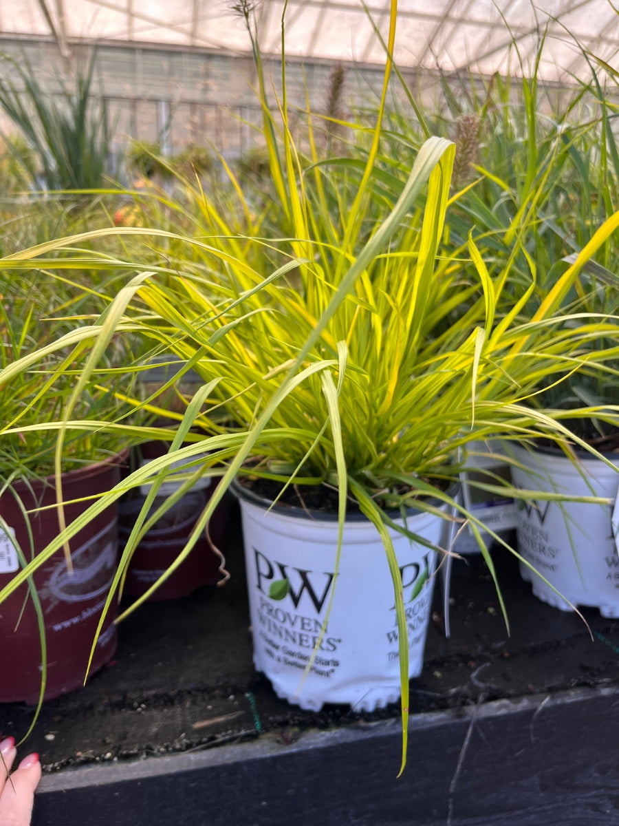 Fountain Grass Prairie Winds® 'Lemon Squeeze' 1G