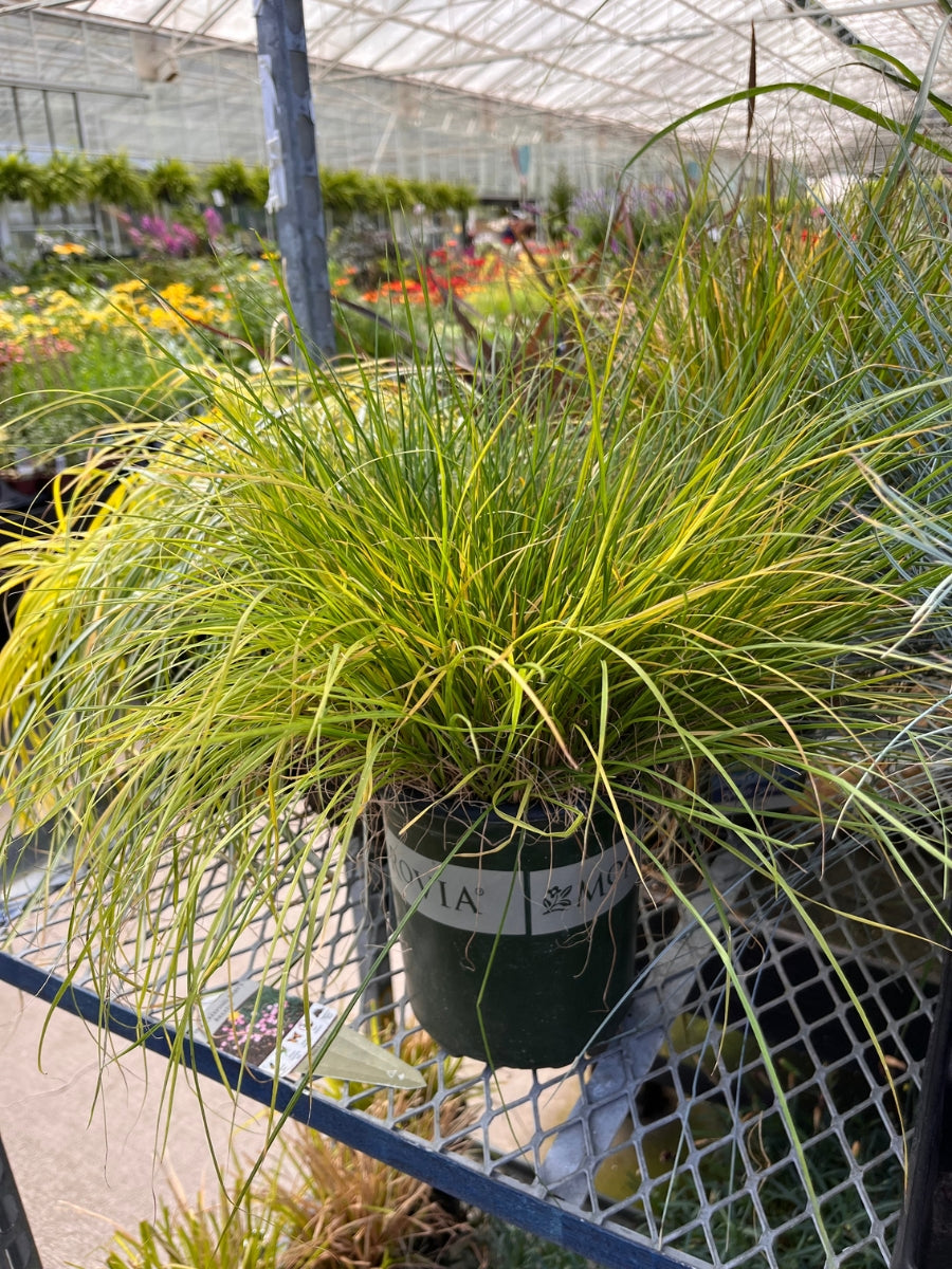 Fountain Grass Mini Pennisetum 'Little Bunny'