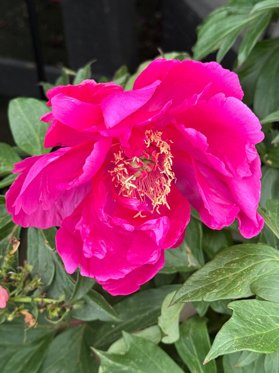 Peony Itoh 'Gordon E Simonson' 3G