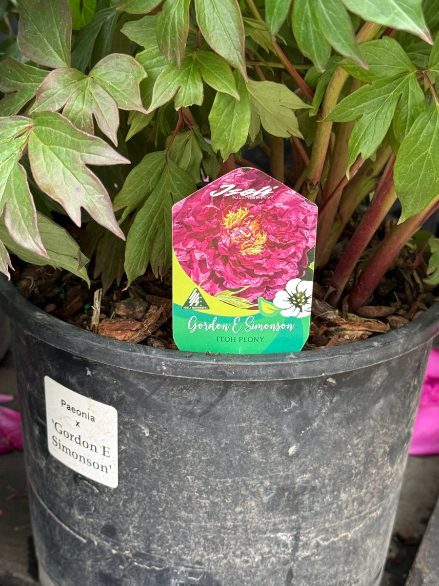 Peony Itoh 'Gordon E Simonson' 3G