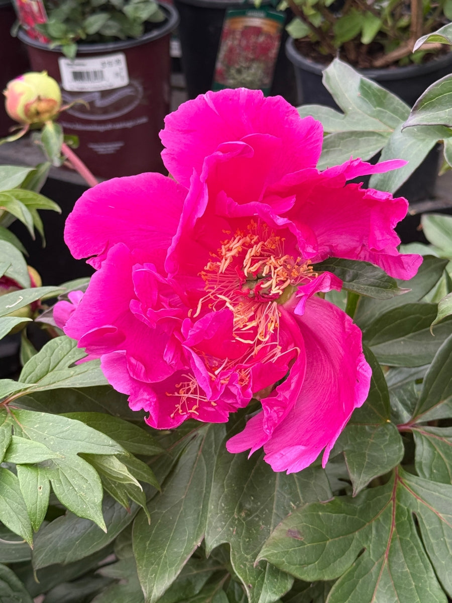 Peony Itoh 'Gordon E Simonson' 3G
