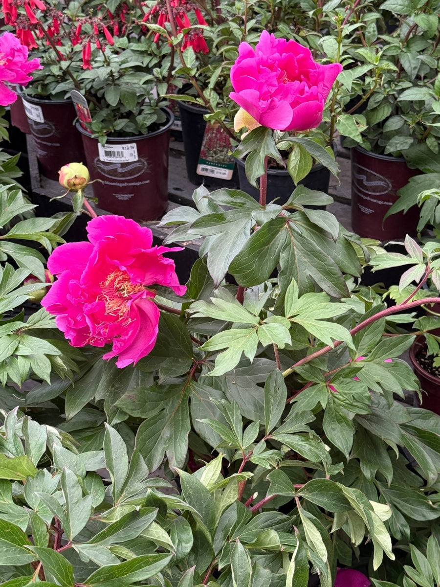 Peony Itoh 'Gordon E Simonson' 3G